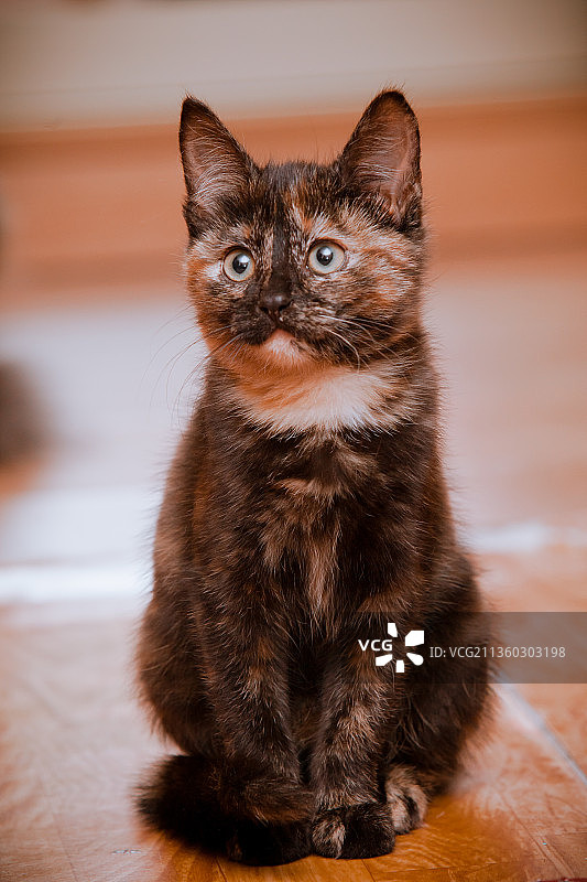 坐在房子地板上的小三花猫图片素材