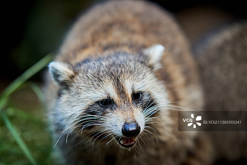 动物特写图片素材