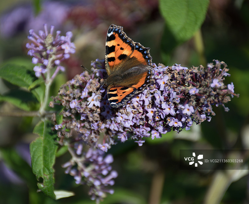 蝴蝶在紫色花朵上采蜜特写图片素材
