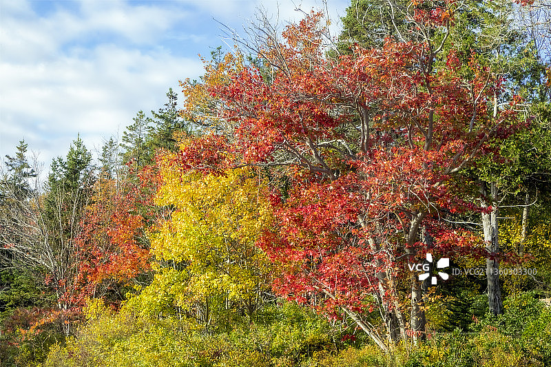美国缅因州阿卡迪亚国家公园秋树仰视图片素材
