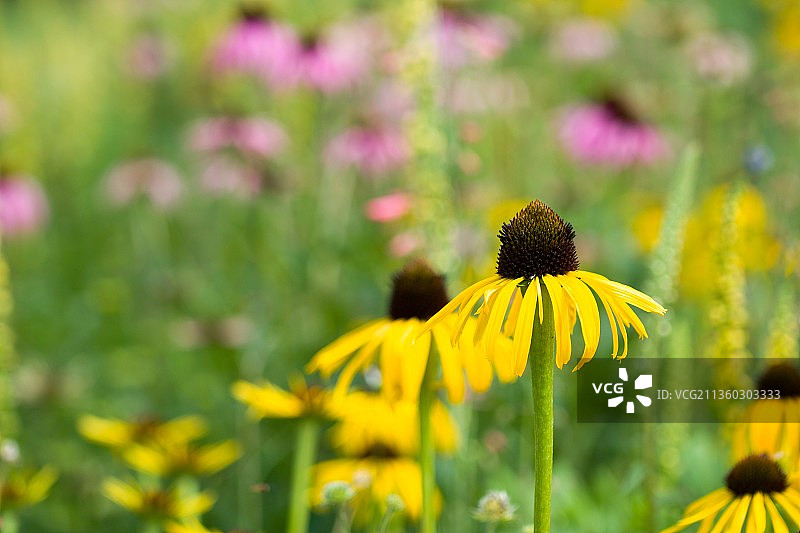 紫锥花，特写黄色植物，布拉格，捷克图片素材