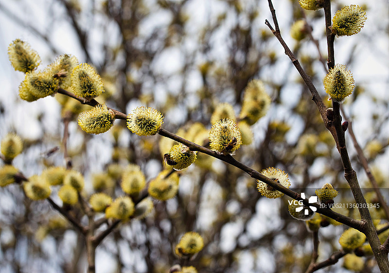蜜蜂飞舞的黄色柳树，低角度拍摄的树木花卉图片素材