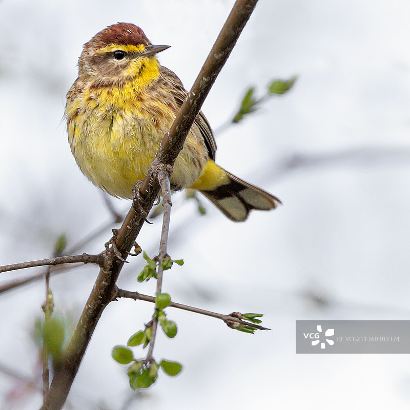 歌带鹀栖息在树枝上（加拿大安大略省伦敦）图片素材