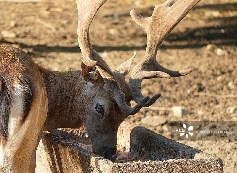 你饿了吗？你想吃什么？图片素材
