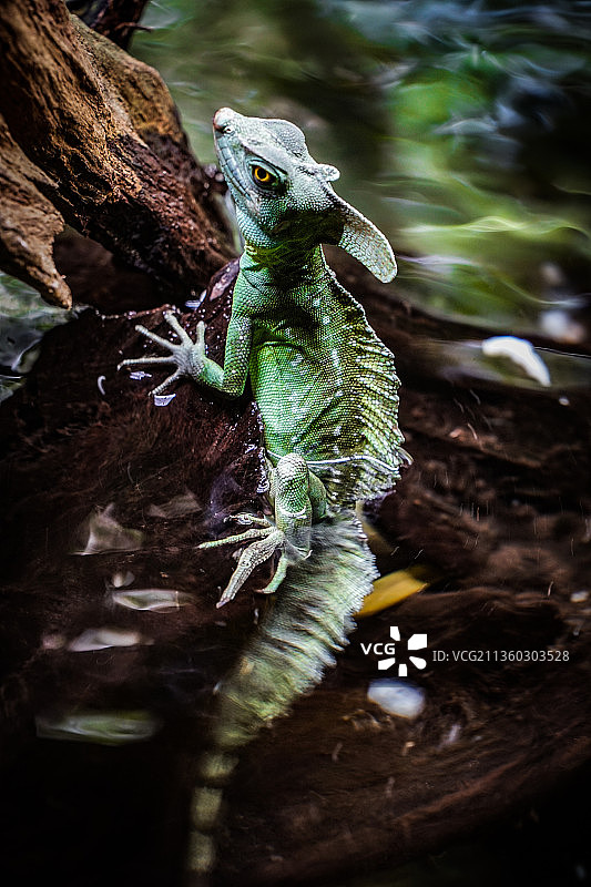 树干上的绿鬣蜥特写图片素材