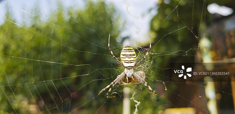 黑黄条纹的银杏园蛛坐在蜘蛛网上图片素材
