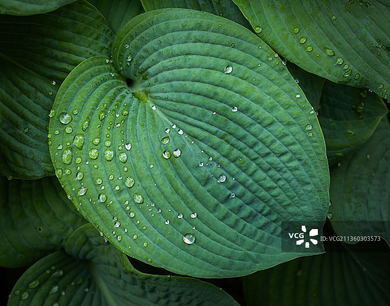 蓝色天使玉簪湿叶特写，美国爱荷华州贝滕多夫图片素材