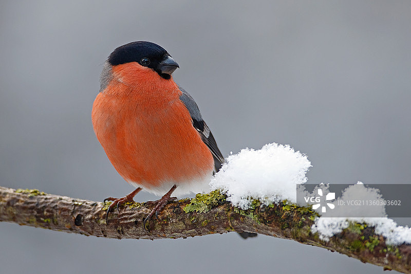 红腹灰雀，栖息在树枝上的鸣禽特写，英国利兹图片素材