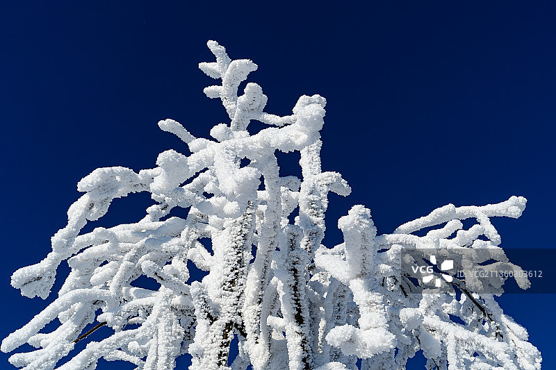 捷克共和国波西米亚瑞士国家公园的冰冻树木（低角度，晴朗蓝天）图片素材