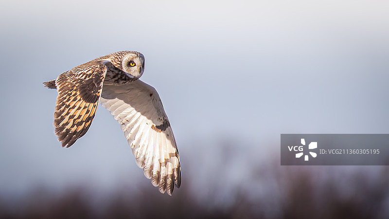 美国密歇根州马里昂，天空下飞翔的雄鹰图片素材
