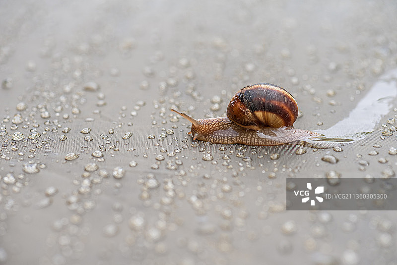 爬行在塑料薄膜上的棕色蜗牛图片素材