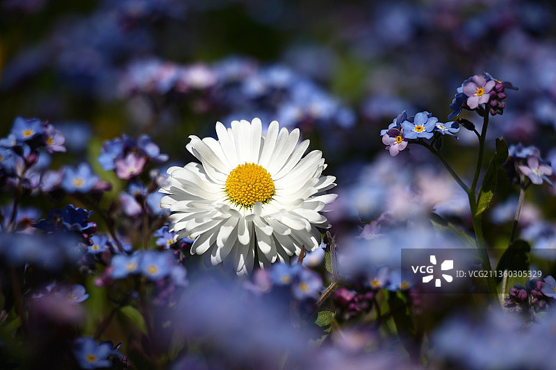 白色雏菊花的特写镜头图片素材