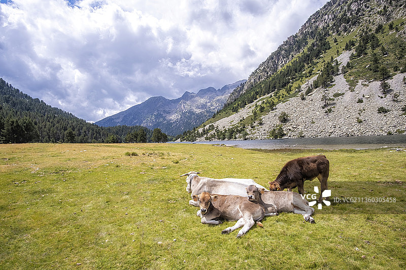 在西班牙莱里达的高山景观中休息的小牛图片素材