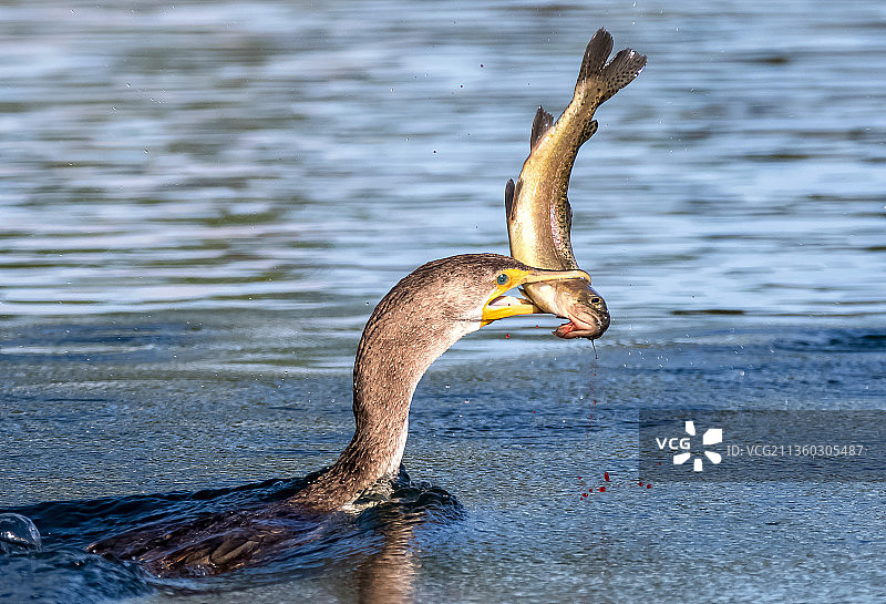 湖中游泳的鸬鹚特写图片素材