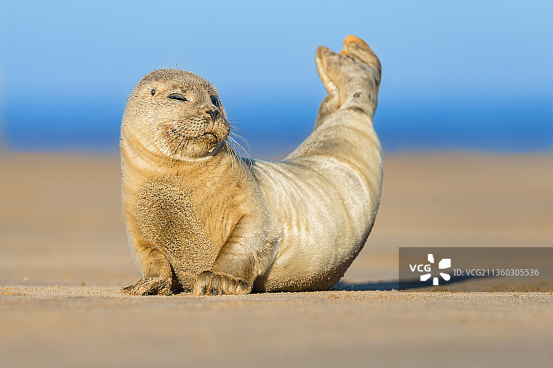 海滩上的海豹特写，唐娜努克，劳斯，英国图片素材