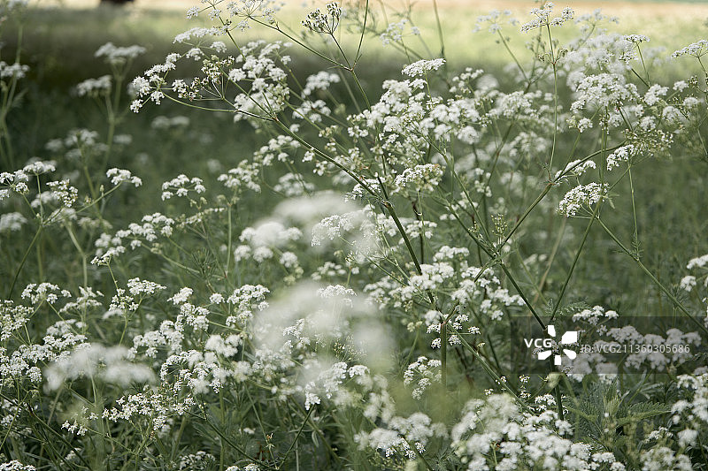 英国田野上的白色开花植物特写图片素材