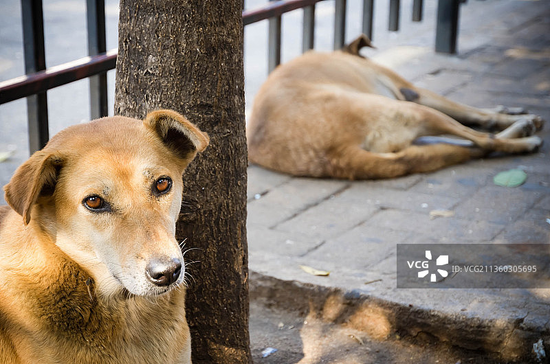 在街上休息的泰国犬特写图片素材