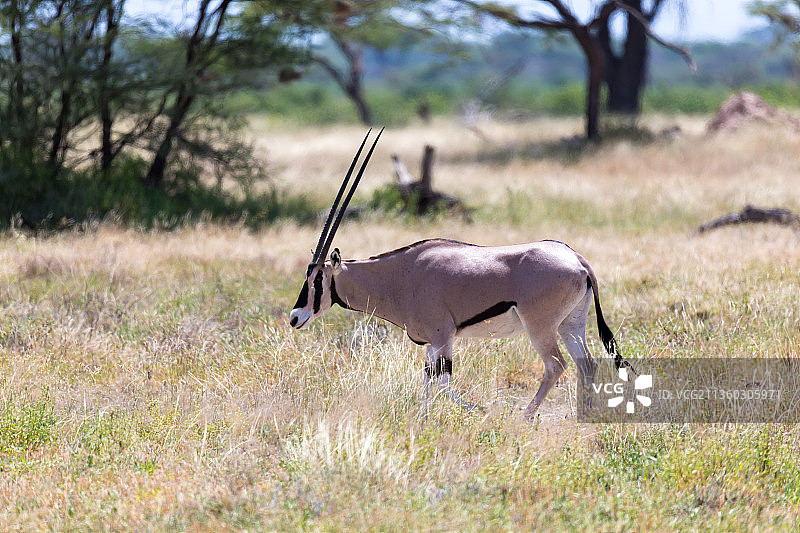羚羊一家站在绿草环绕的牧场上图片素材