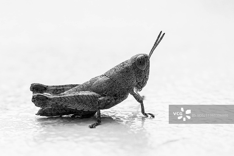 青蛙在物体表面特写图片素材