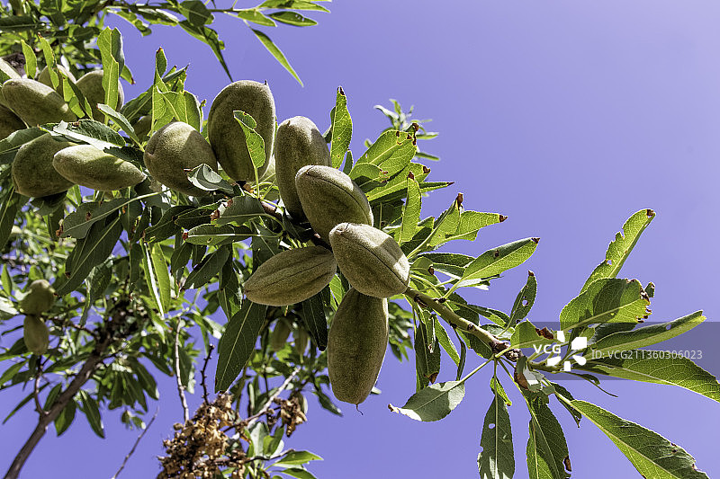 蓝天下带有未成熟果实的杏树枝图片素材