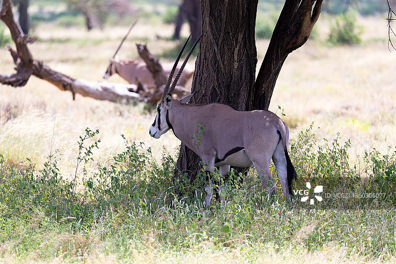 羚羊一家站在绿草环绕的牧场上图片素材