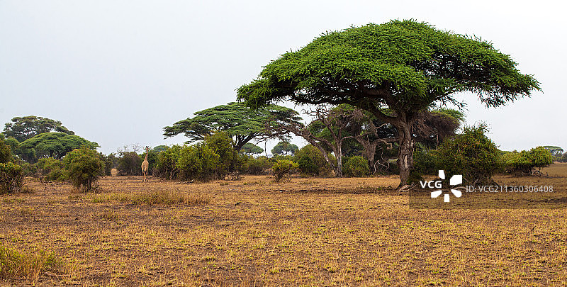 肯尼亚野生动物园景观：巨树风光图片素材