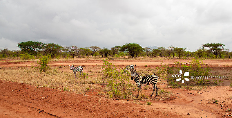 草地上站立的斑马侧面照图片素材