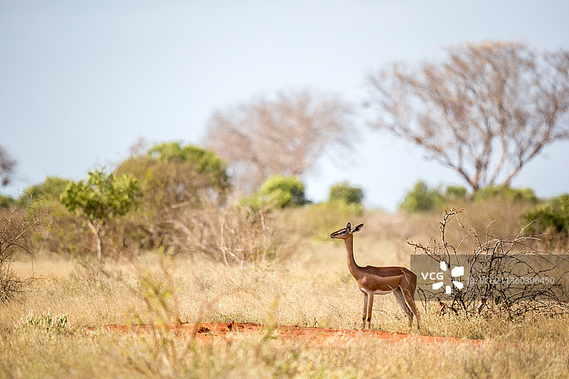 一只长颈羚站在灌木丛中图片素材