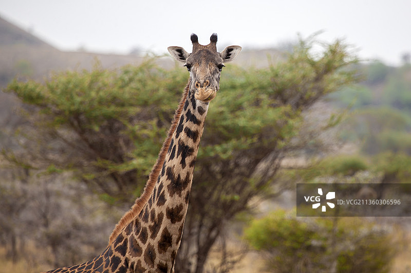 长颈鹿头部特写，肯尼亚图片素材