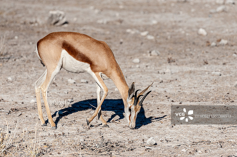 埃托沙国家公园中正在觅食的黑斑羚侧影图片素材