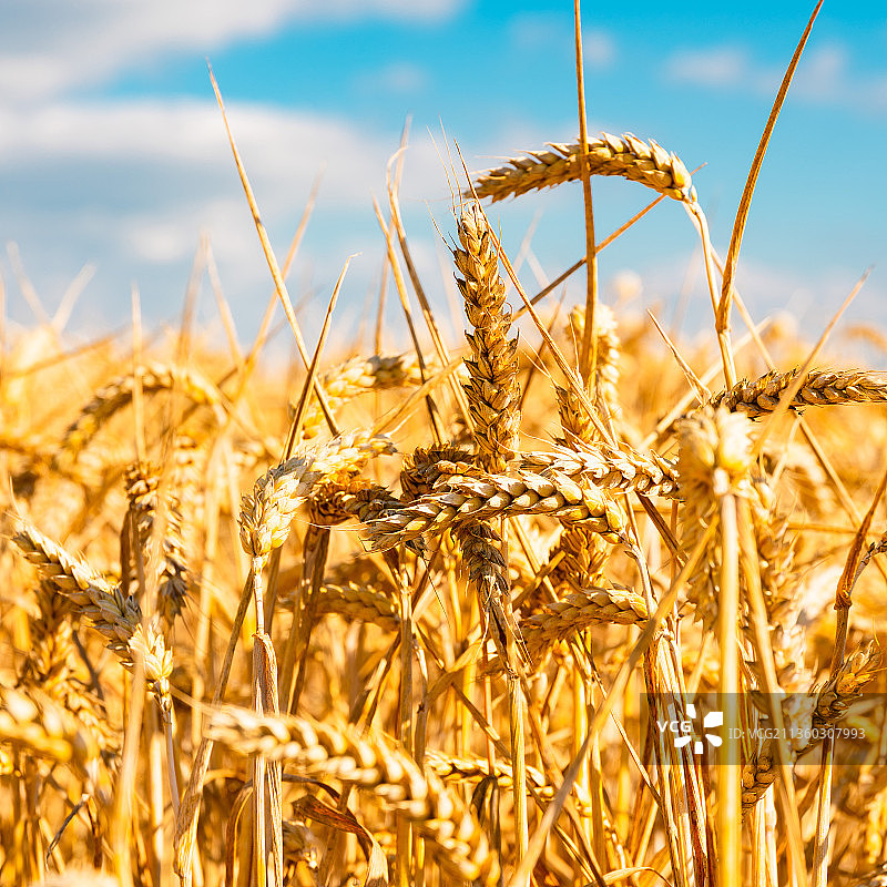 麦田特写，天空背景图片素材