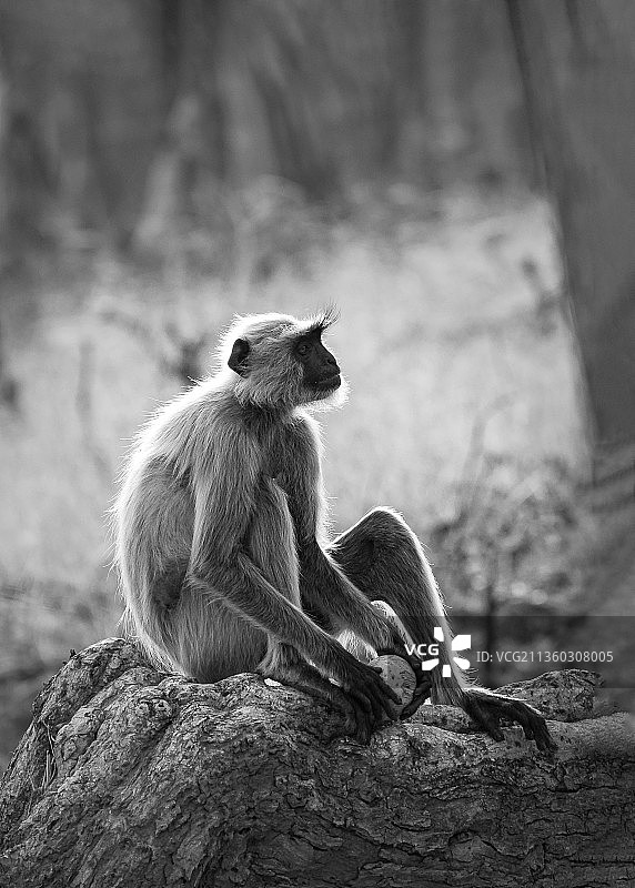 印度中央邦的丛林信号员图片素材