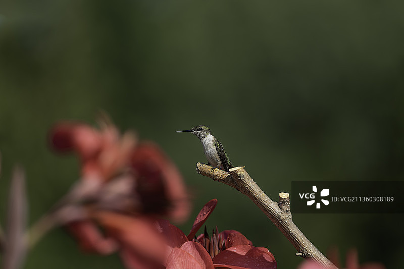花园里的蜂鸟，栖息在植物上的蜂鸟特写图片素材