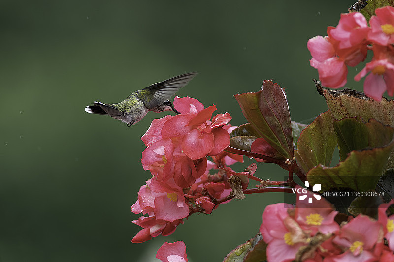 蜂鸟在海棠花中觅食图片素材