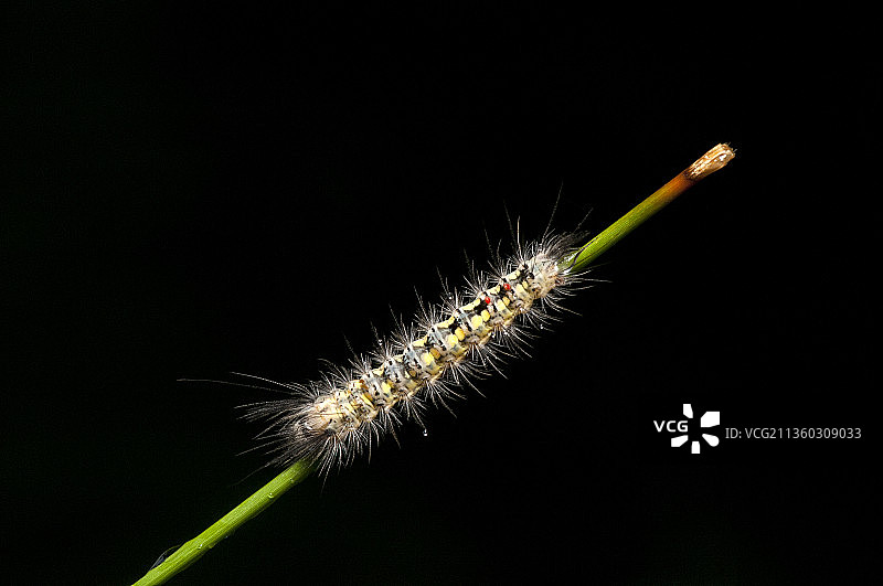 黑色背景下的植物毛毛虫特写图片素材