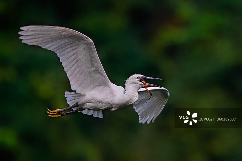 飞行中的牛背鹭和小白鹭特写图片素材