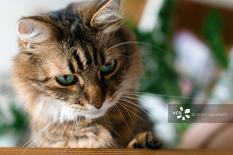 猫的特写图片素材