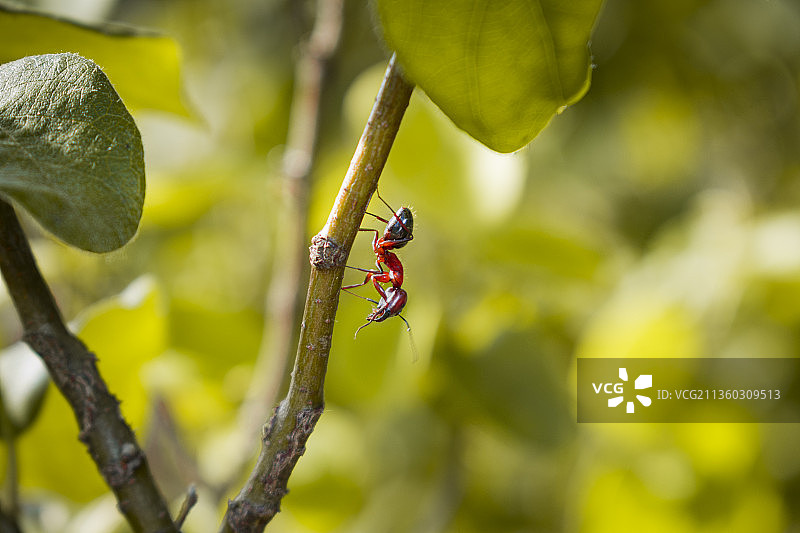 植物上的蚂蚁特写图片素材