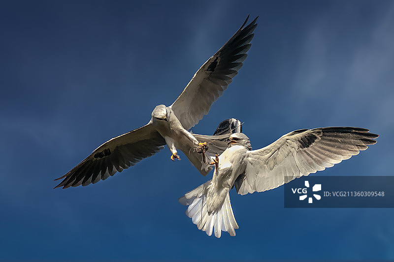 请把鼠标给我，科斯塔梅萨，加利福尼亚州，美国图片素材