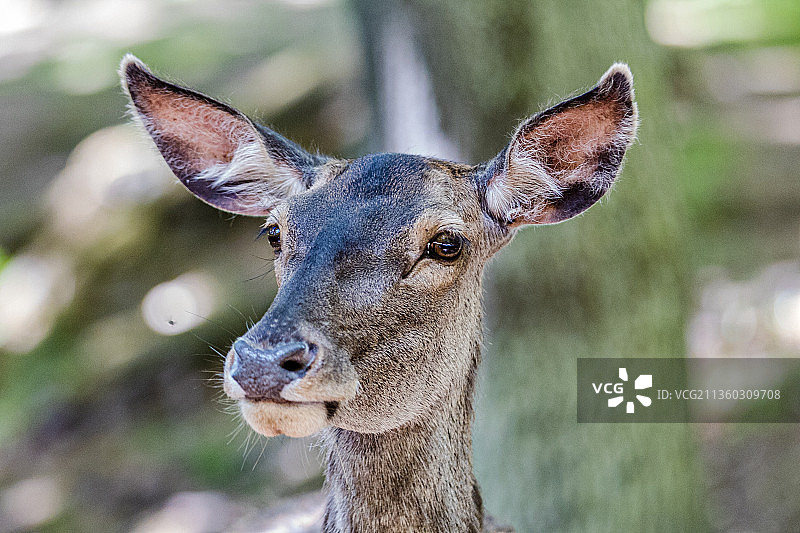 鹿的特写肖像图片素材