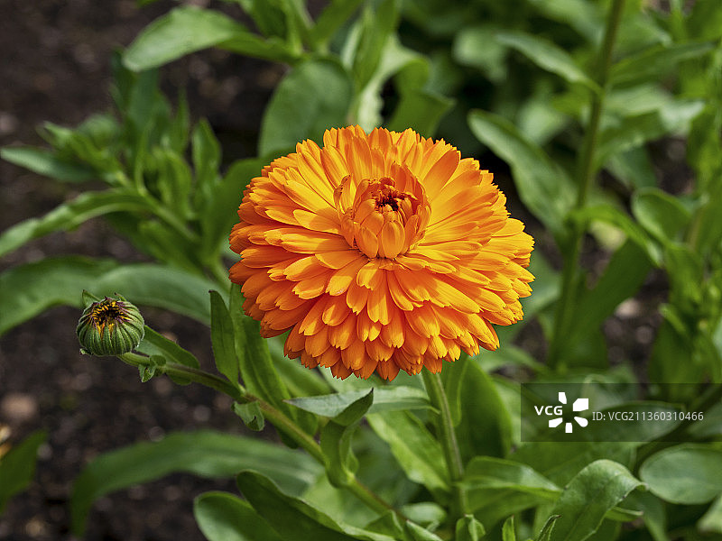 黄色花朵的特写图片素材