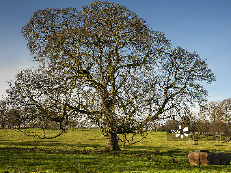 英国哈罗盖特里普利的田野树木景观图片素材