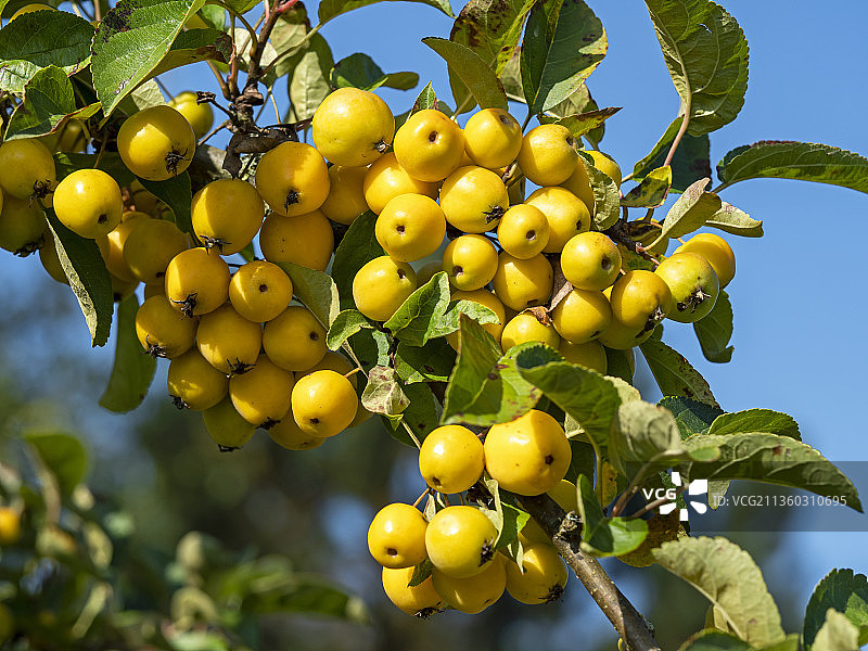 树上生长的水果仰视图片素材