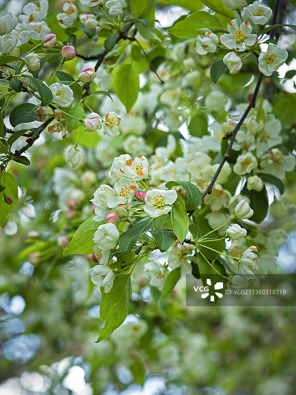 英国约克郡白色开花植物特写图片素材