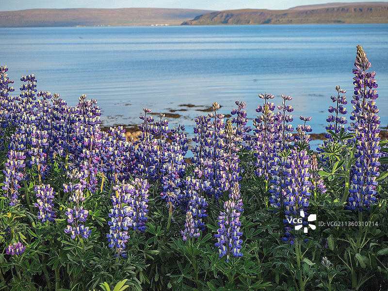 冰岛西峡湾地区峡湾边缘盛开的羽扇豆图片素材