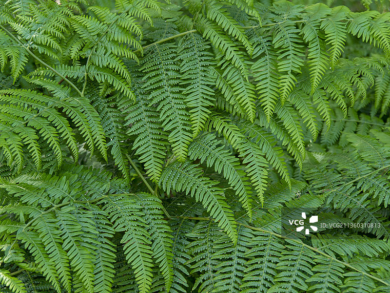 英国塞尔比斯基普威斯公共绿地蕨类植物叶子特写图片素材