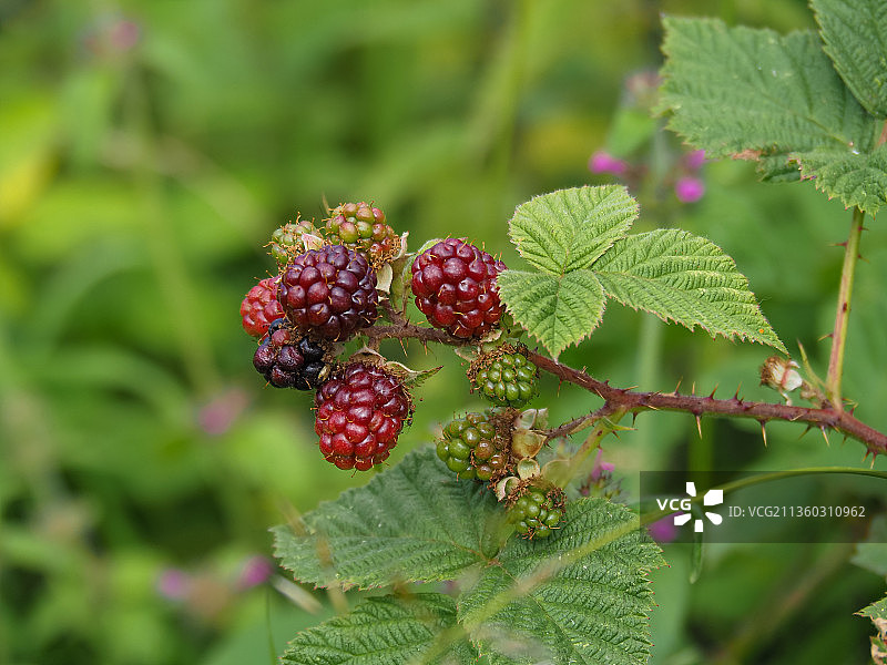 植物上生长的浆果特写图片素材