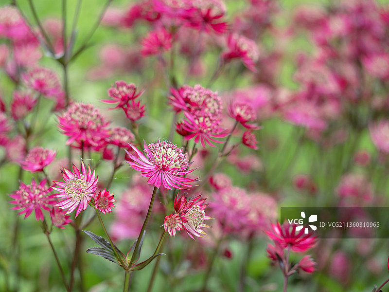 粉色植物特写，约克郡，英国图片素材