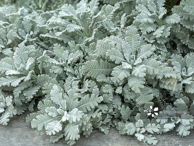 植物在田间生长的高角度视图图片素材