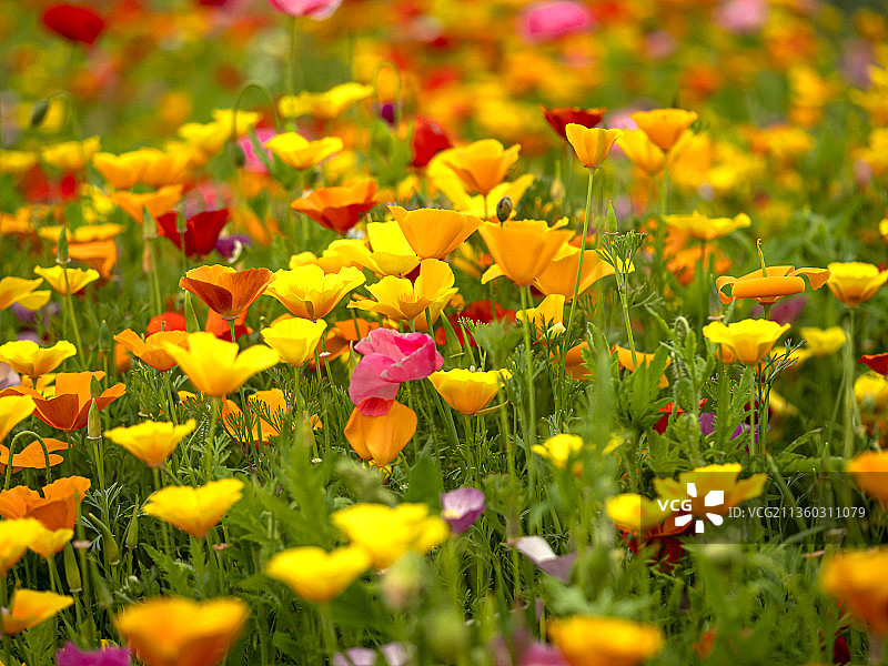 英国约克郡田野黄色植物特写图片素材